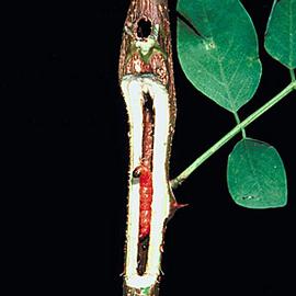  Larva. © James Solomon, USDA Forest Service, Bugwood.org
