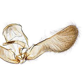  Male genitalia
