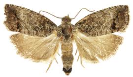   C. kurokai 
