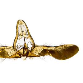  Male genitalia
