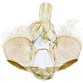  Male genitalia
