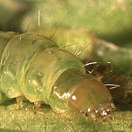  Late instar larva
