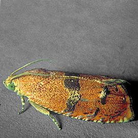  Resting adult. © Larry R. Barber, USDA Forest Service
