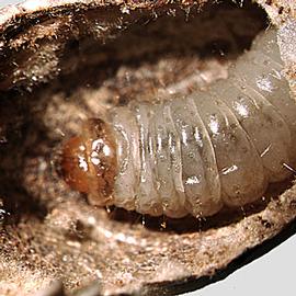  Larva. © Steven C. Passoa, USDA-APHIS-PPQ
