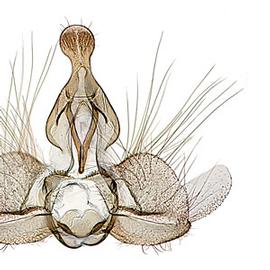  Male genitalia
