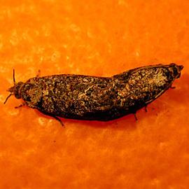  Mating pair. © J. H. Hofmeyr, Citrus Research International, Bugwood.org
