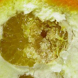  Larval damage. © J. H. Hofmeyr, Citrus Research International, Bugwood.org
