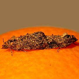  Mating pair. © J. H. Hofmeyr, Citrus Research International, Bugwood.org
