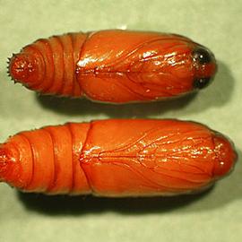  Pupae. © J. H. Hofmeyr, Citrus Research International, Bugwood.org
