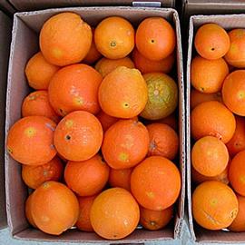  Larval damage. © J. H. Hofmeyr, Citrus Research International, Bugwood.org
