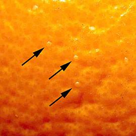  Eggs on an orange. © J. H. Hofmeyr, Citrus Research International, Bugwood.org
