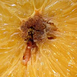  Larva. © J. H. Hofmeyr, Citrus Research International, Bugwood.org
