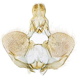  Male genitalia
