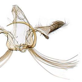   Paralobesia liriodendrana  male genitalia
