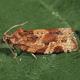  Resting adult. © Gyorgy Csoka, Hungary Forest Research Institute, Bugwood.org
