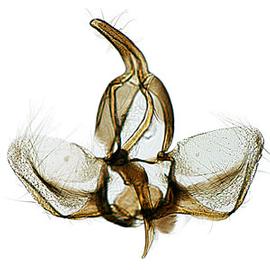  Male genitalia
