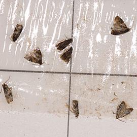  Adults in sticky trap
