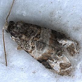  Adult in sticky trap
