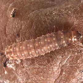  Larva
