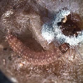  Larva
