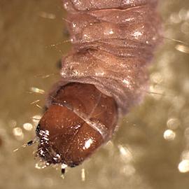  Larva
