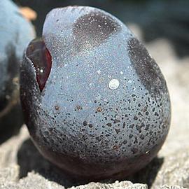  Egg on grape
