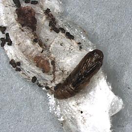  Pupa and cocoon
