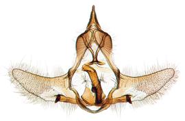  Male genitalia
