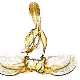  Male genitalia
