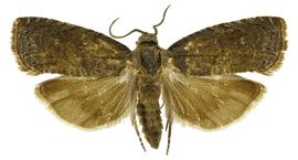   A. molesta 
