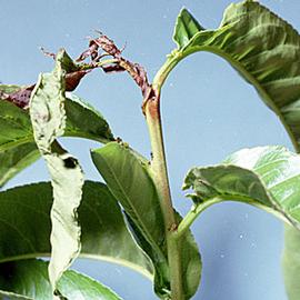  Larval damage. © Clemson University - USDA Cooperative Extension Slide Series, Bugwood.org
