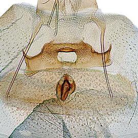  Female sterigma
