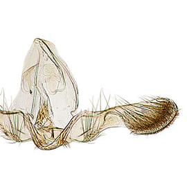 Male genitalia
