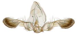   A. molesta  male genitalia
