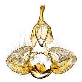  Male genitalia
