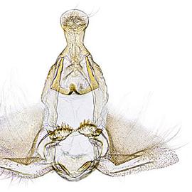  Male genitalia
