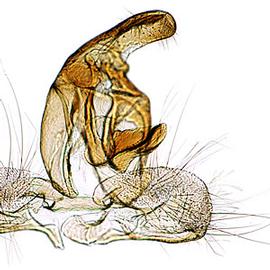  Male genitalia
