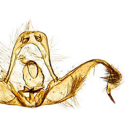  Male genitalia
