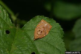  Resting adult. © Jae-Cheon Sohn, Bugwood.org

