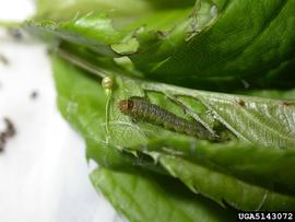  Larva. © Jae-Cheon Sohn, Bugwood.org
