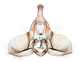  Male genitalia
