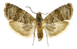   A. packardi 
