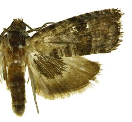 Male