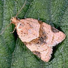  Resting adult. © UC Statewide IPM Program, Agriculture and Natural Resources, University of California. 
