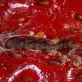  Larva. © UC Statewide IPM Program, Agriculture and Natural Resources, University of California. 
