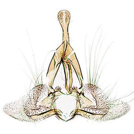  Male genitalia
