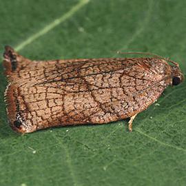  Resting female. © Gyorgy Csoka, Hungary Forest Research Institute, Bugwood.org
