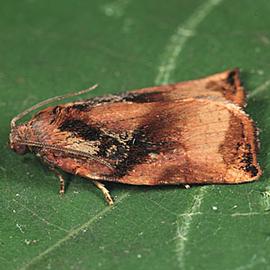  Resting male. © Csaba Szaboky, Bugwood.org
