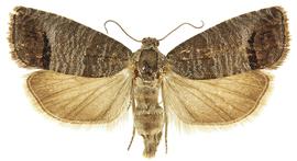   C. pomonella 
