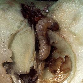  Larva. © Whitney Cranshaw, Colorado State University, Bugwood.org
